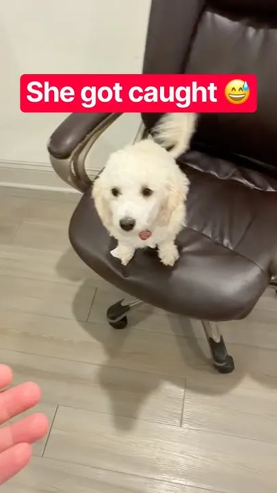 Fluffy Got Caught Eating Paper  (Video)