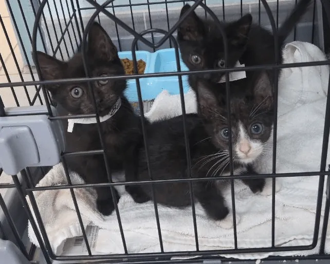 Debbie Snapp's Snapphappy Cat Sanctuary