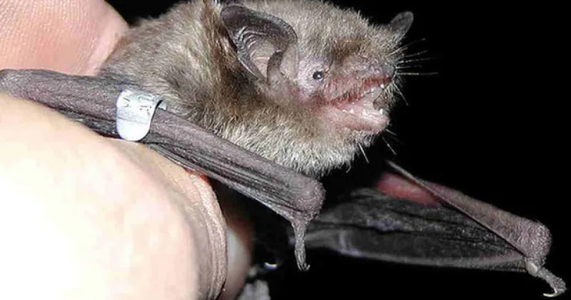 Rabies alert issued in Indian River County after rabid bat found near apartment complex