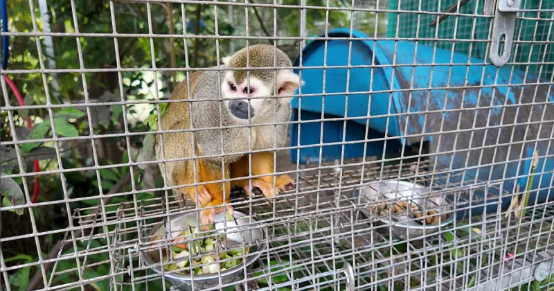 Gainesville primate sanctuary faces USDA complaint alleging repeated animal-welfare violations