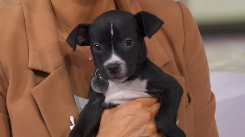Puppies up for adoption during Adopt a Shelter Dog Month