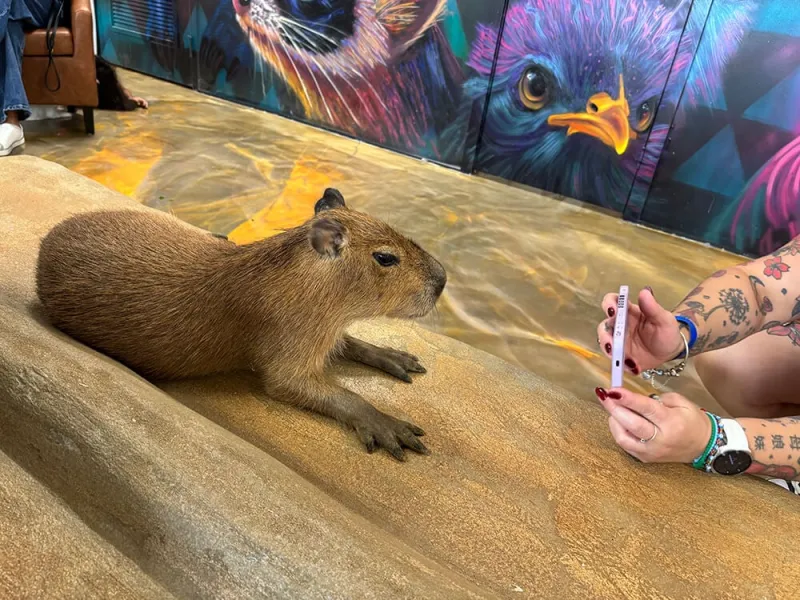 PETA calls for investigation into Fort Lauderdale's viral Capybara Caf
