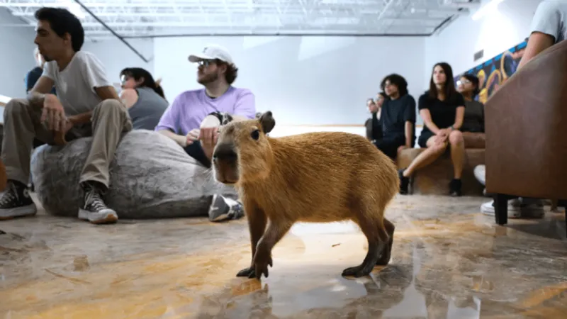 PETA demands Fort Lauderdale officials shut down petting zoo Capybara Caf