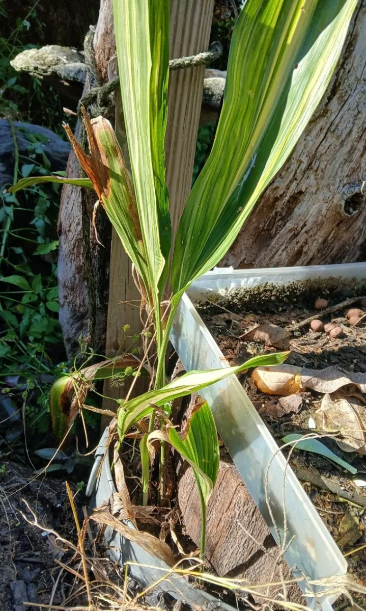 From the Middle Desk: Beggar-ticks taking over my garden