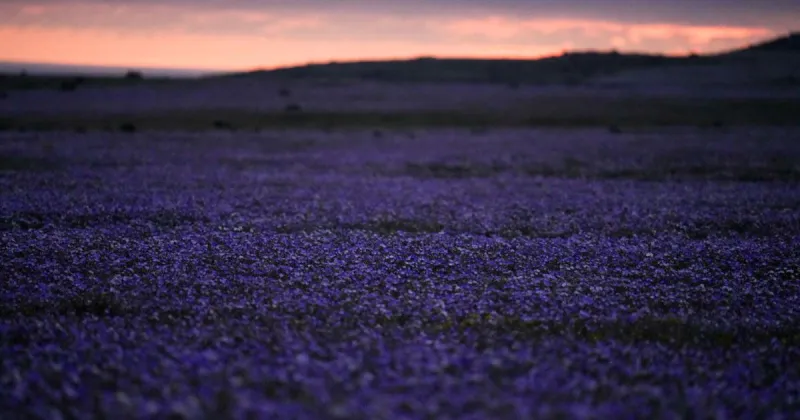 It's spring in the Southern Hemisphere and even Chile's Atacama Desert is blossoming