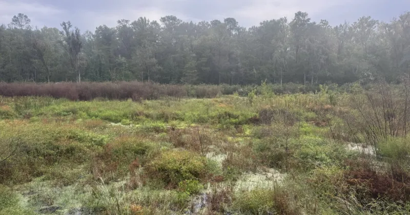 Turkey Creek Preserve honors late conservationist Bob Simons with new observation platform and trail