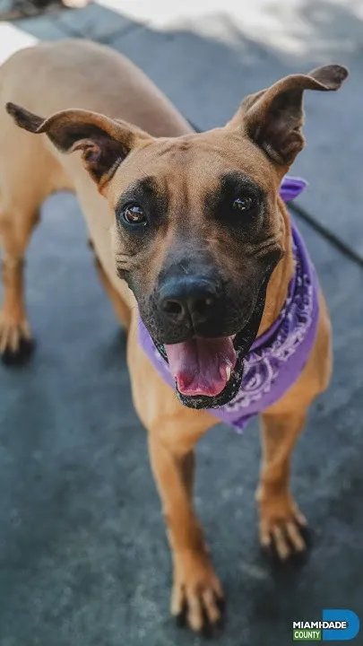 #OurCounty's Pets of the Week 10-3-26 (Video)