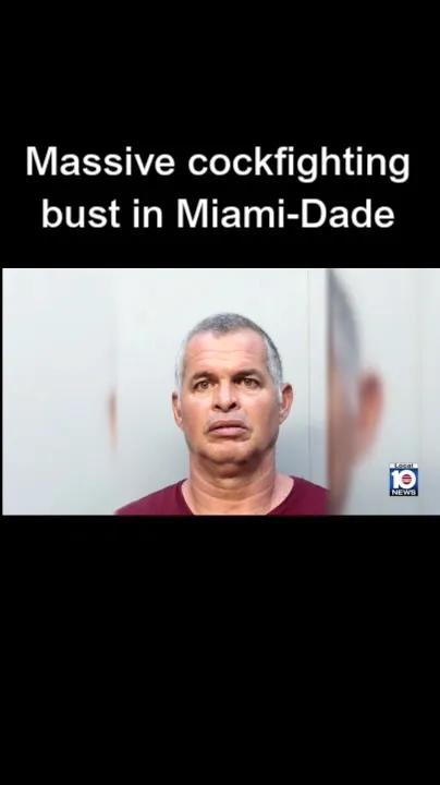 FBI agents find 'several thousand' cockfighting roosters on Miami-Dade property, authorities say (Video)