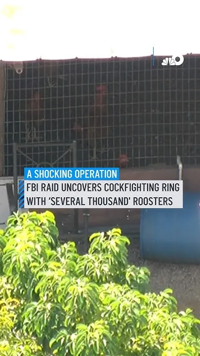 FBI raid uncovers cockfighting ring with 'several thousand' roosters (Video)
