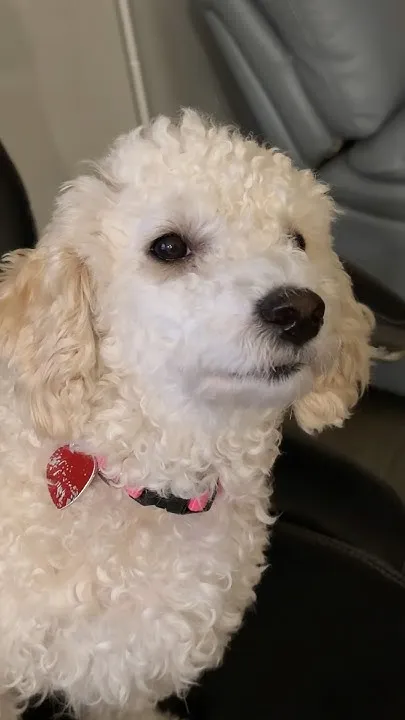 Our Dogs Reaction To Getting Stared Down (Video)