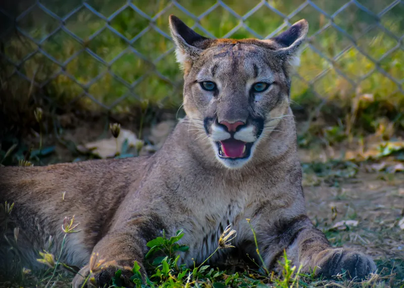 2026-27 Atlantic Division Preview: Florida Panthers
