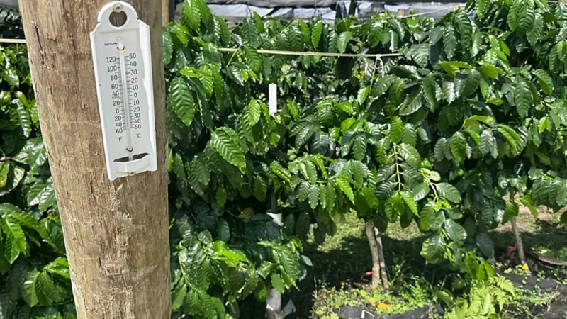 Could coffee grow in Volusia County? UF researchers are testing the concept