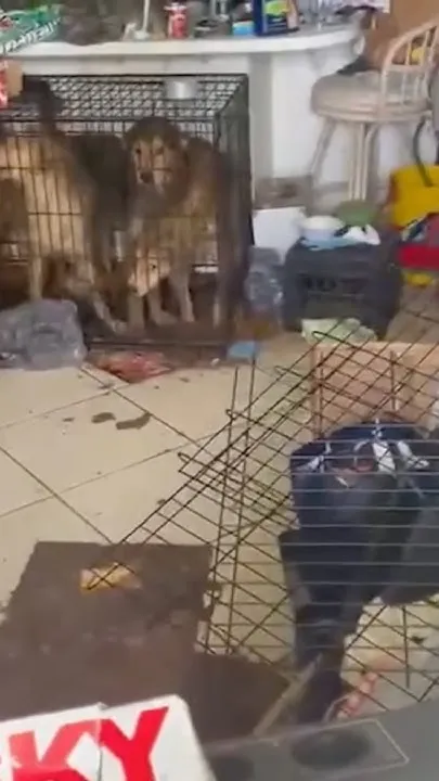 WOMAN ARRESTED FOR ANIMAL CRUELTY AND NEGLECT OF A DISABLED ADULT - See FB page for full release (Video)