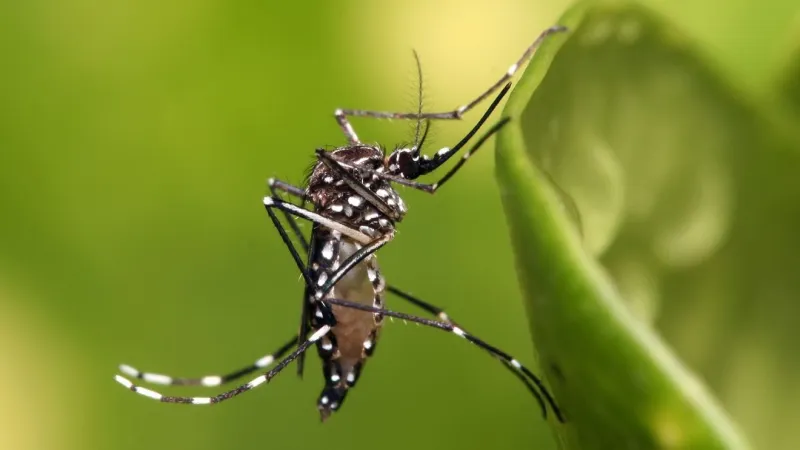 UF study finds dengue-linked mosquito common in Indian River County yards