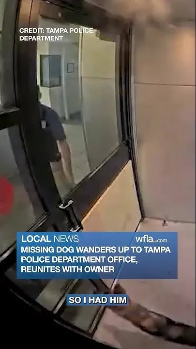 Missing dog wanders up to Tampa Police Department office, reunites with owner (Video)