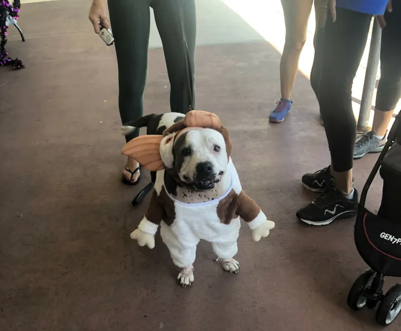 Pet Supermarket plans Halloween event