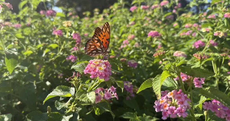 Pollinators' activity periods are changing with urbanization, new UF study says