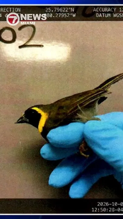 Second man arrested for allegedly smuggling birds into U.S. from Cuba (Video)
