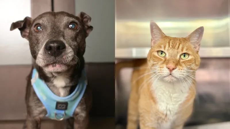 Gatsby and Polo Bring Purrs and Cuddles to Their Search for Forever Homes