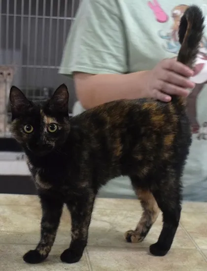 Pet Adoption Spotlights