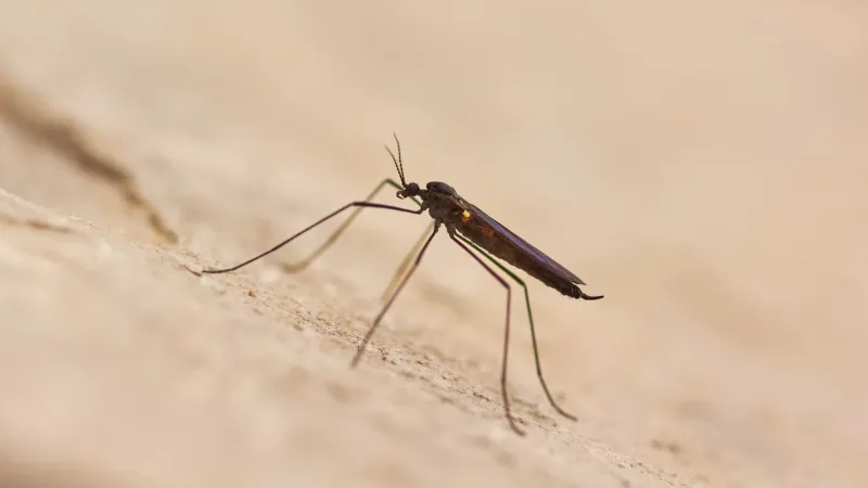 Broward County expands mosquito spraying in four cities as unusually high mosquito activity raises concerns