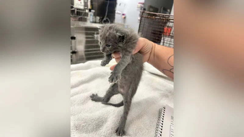Deputies hear cries underground, rescue 2 kittens buried alive in Hobe Sound