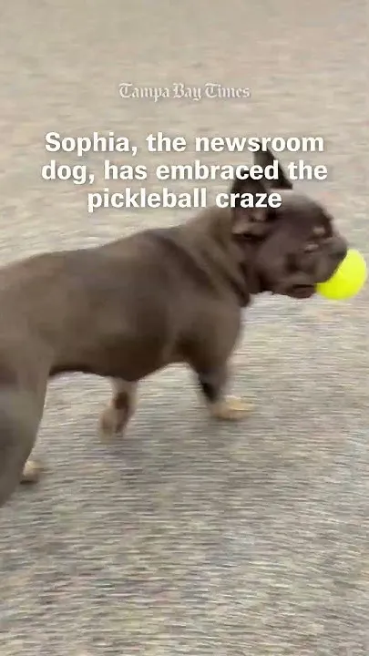 Sophia is the Tampa Bay Times newsroom dog (Video)