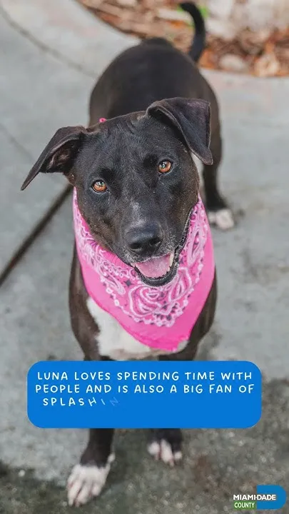 #OurCountys Pets of the Week 10-10-26 (Video)