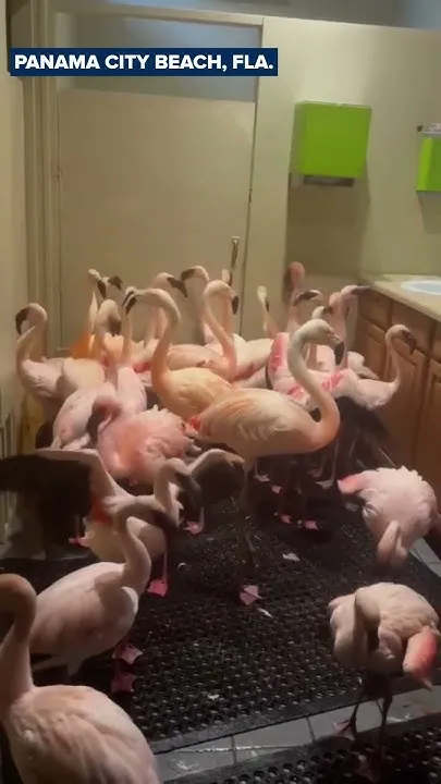 Flamingos shelter in restroom at ZooWorld in Panama City Beach during hurricane (Video)