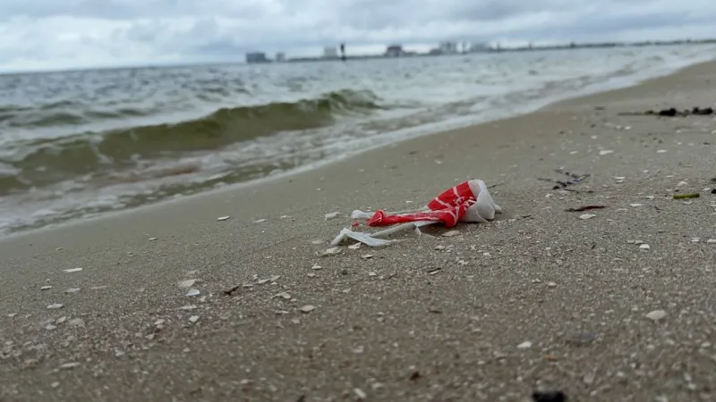 Tampa Bay microplastics research focuses on mangroves and crabs