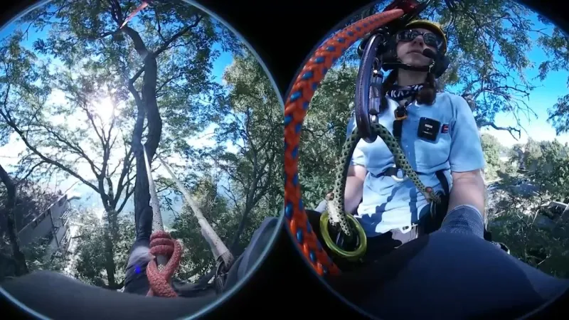 Now Hiring: Madison arborist jobs offer training from the ground up