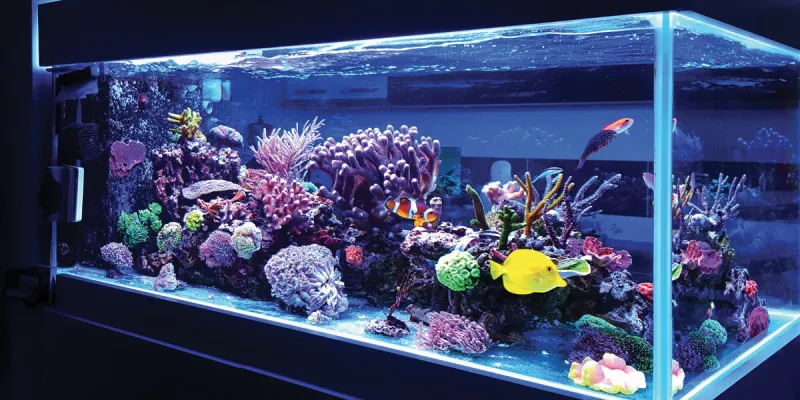 Look Back: Setting Up a Saltwater Aquarium-Still Sound Advice for Beginners