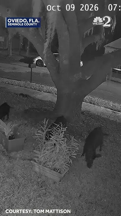 Wild Hogs graze on lawn in Oviedo (Video)