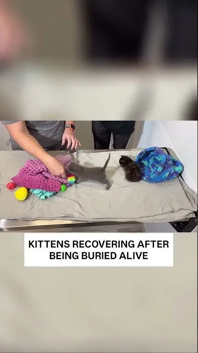 Surviving kittens recovering after being buried alive (Video)