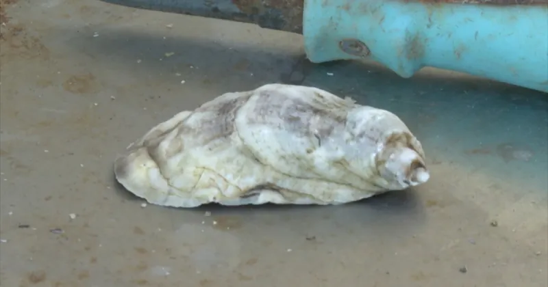 Wakulla County oyster farmers see minimal damage from Hurricane Isaias thanks to storm-ready techniques