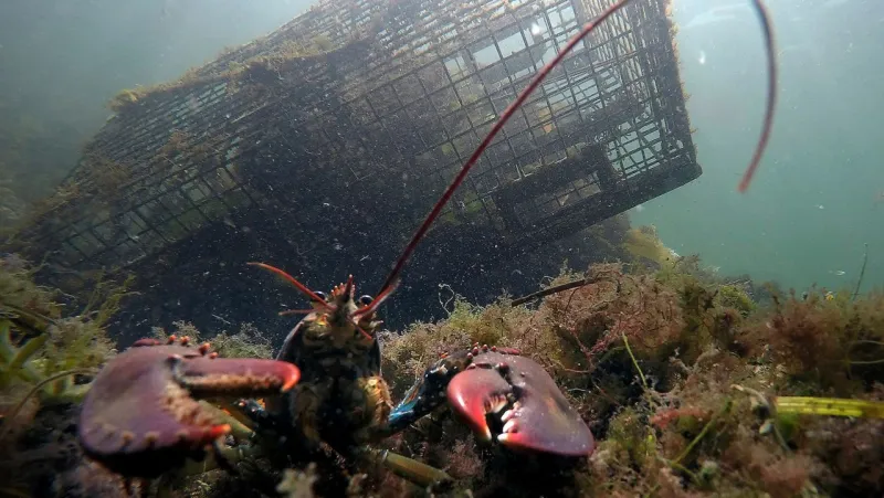 Federal appeals court dismisses Maine lobstermen's defamation case against Monterey Bay Aquarium