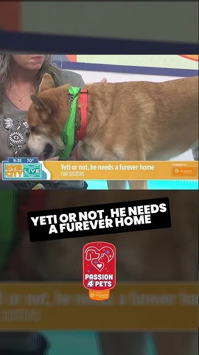 MEET YETI! This handsome, 4-year-old good boy is checking ALL the boxes! (Video)