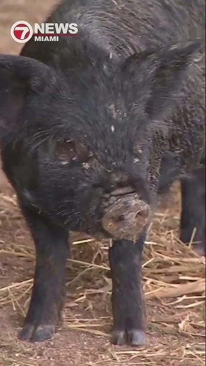 Nearly 800 animals recover after raid at SW Miami-Dade property (Video)