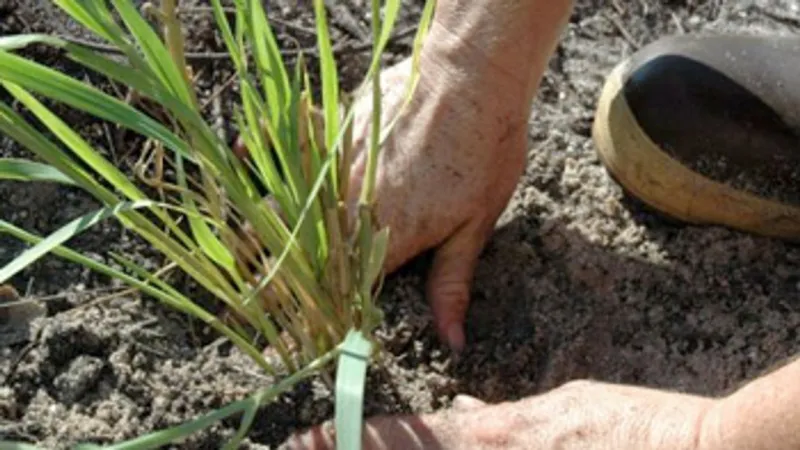 St. Lucie County fall plant sale, workshops set for Saturday