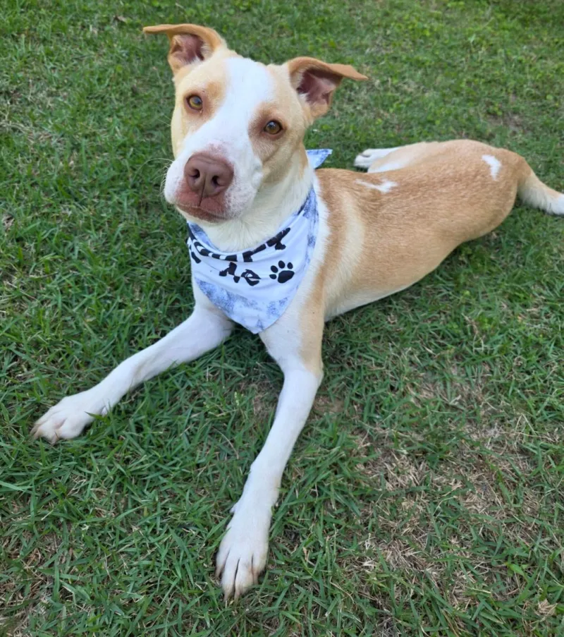Wolf Creek pet adoption spotlights