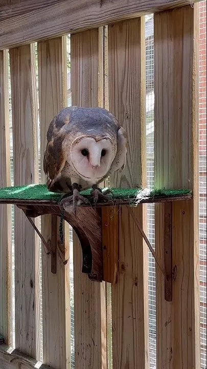 WHY is this Barn Owl doing that? | WFLA Creator Lab (Video)