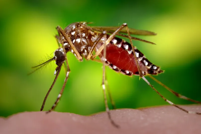 Orange County plans aerial spraying in Apopka amid dengue cases