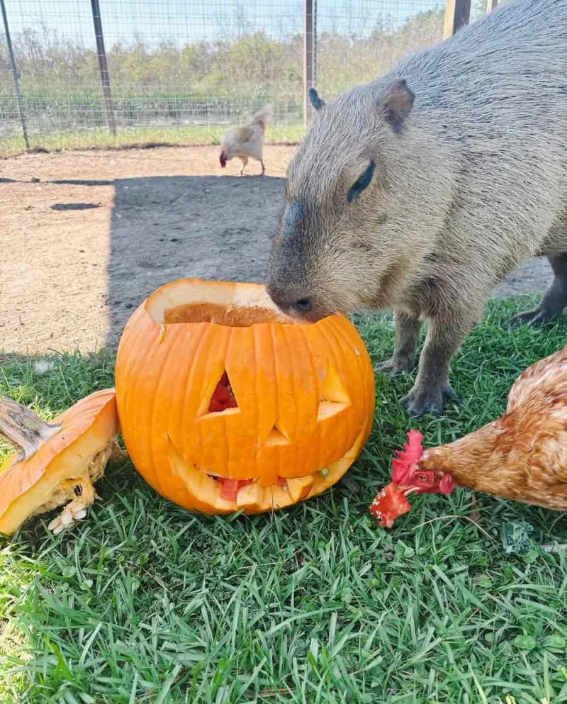 All the Central Florida pumpkin patches and fall festivals to enjoy this year