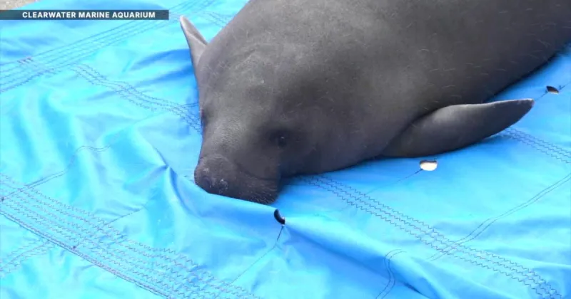 Clearwater Marine Aquarium welcomes two rescued manatees