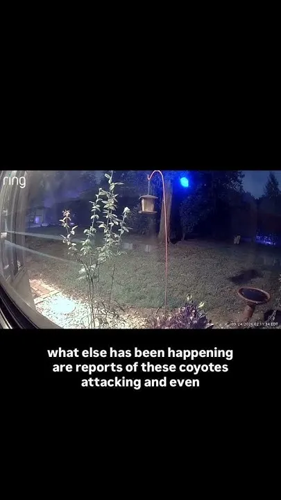 Coyotes spark concerns in Altamonte Springs neighborhood (Video)