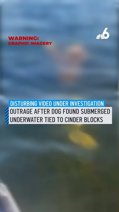 Outrage after dog found submerged underwater tied to cinder blocks (Video)