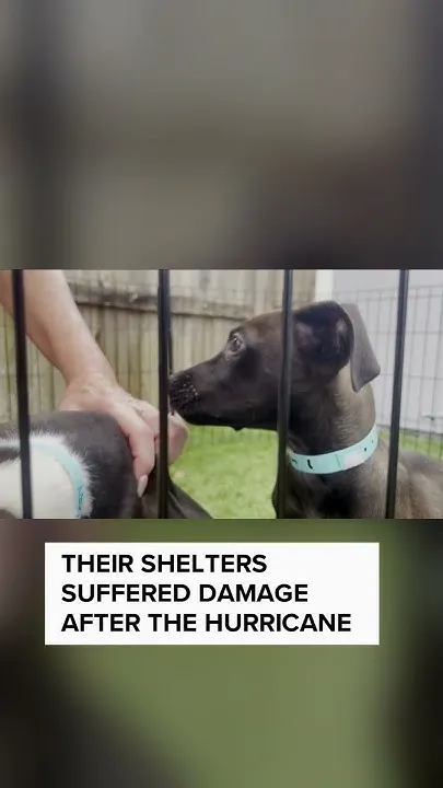 Hurricane animals arrive in Tampa Bay (Video)
