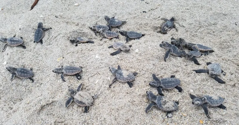 Loggerhead sea turtle nesting reaches record high