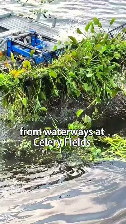 Aquatic Harvester at Celery Fields (Video)
