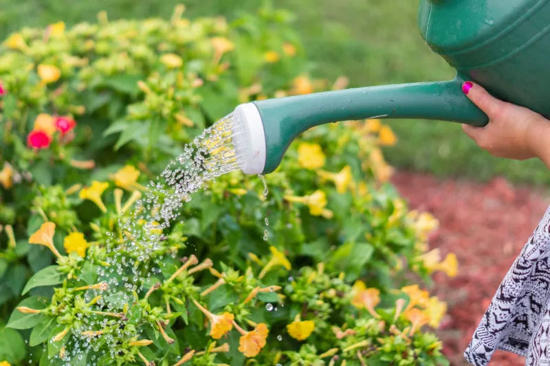 Free Florida-Friendly Landscaping Workshop Coming to Riverview Public Library